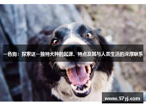 一色狗：探索这一独特犬种的起源、特点及其与人类生活的深厚联系